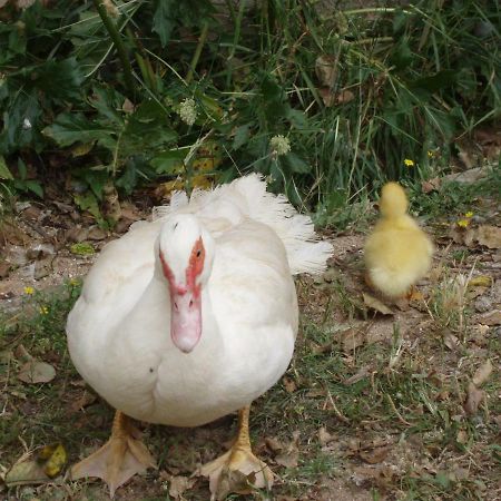 Casal Da Juge Torres Novas Ngoại thất bức ảnh