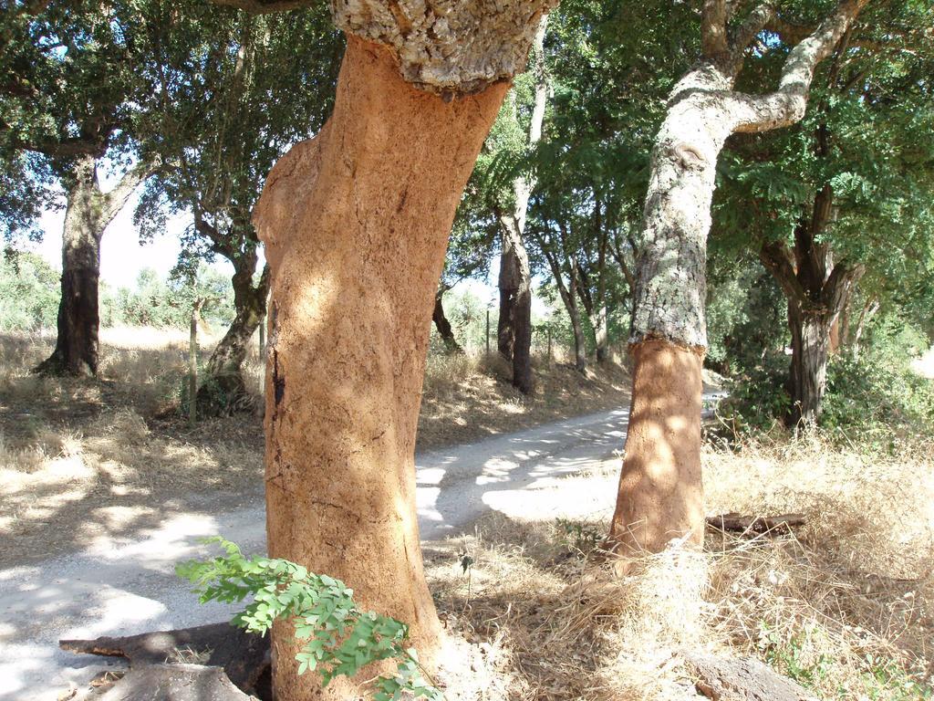 Casal Da Juge Torres Novas Ngoại thất bức ảnh