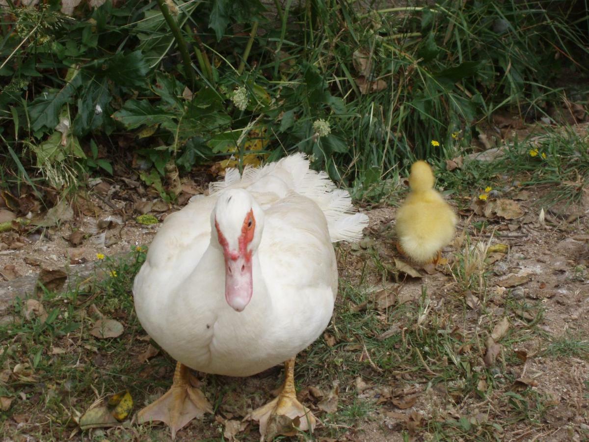 Casal Da Juge Torres Novas Ngoại thất bức ảnh